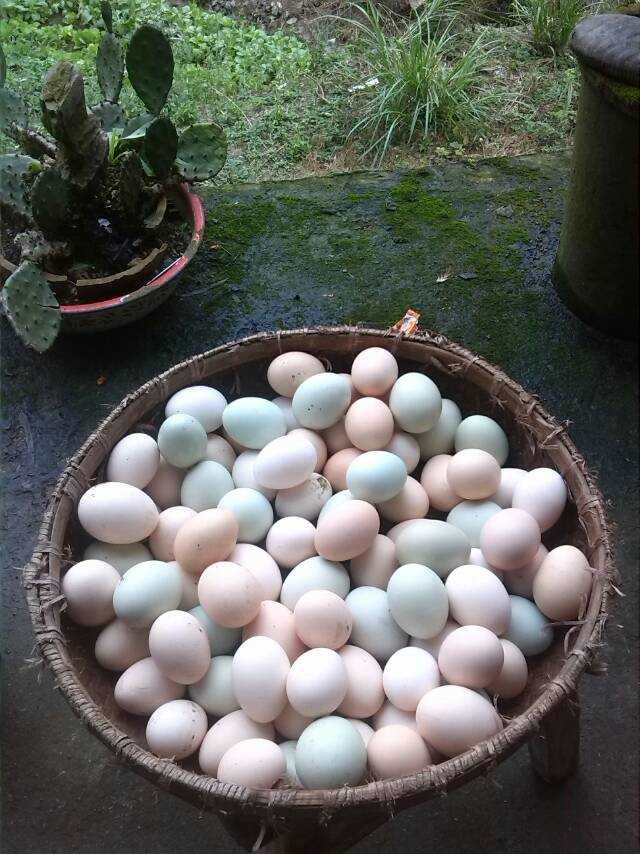 农村土鸡养殖现状及前景如何呢,农村土鸡养多久才好吃