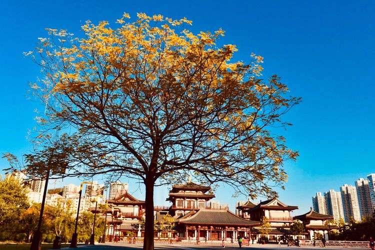 秋到上阳宫，黄叶蓝天高宫阙，皇帝都赞的美景，免费你都没去看？