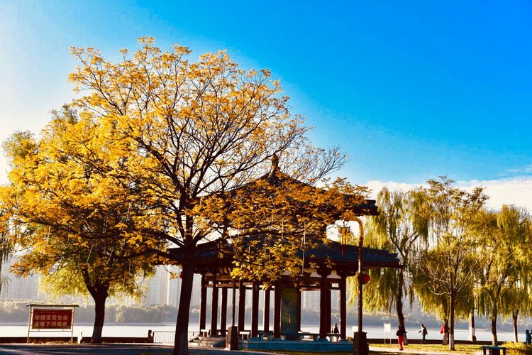 秋到上阳宫，黄叶蓝天高宫阙，皇帝都赞的美景，免费你都没去看？