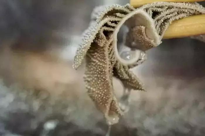 冬天北京清汤滋补火锅,冬日必吃的火锅