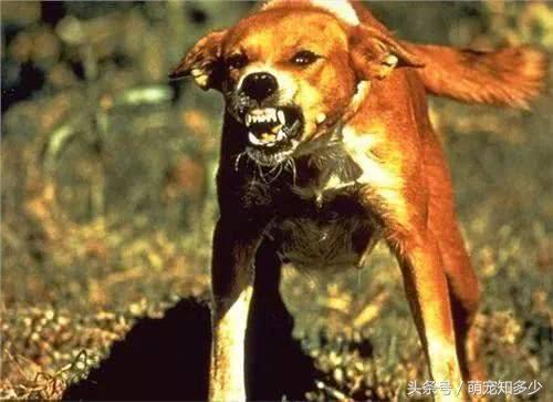 为什么有人说狂犬病可以治好,为什么说狂犬病发作后无药可救