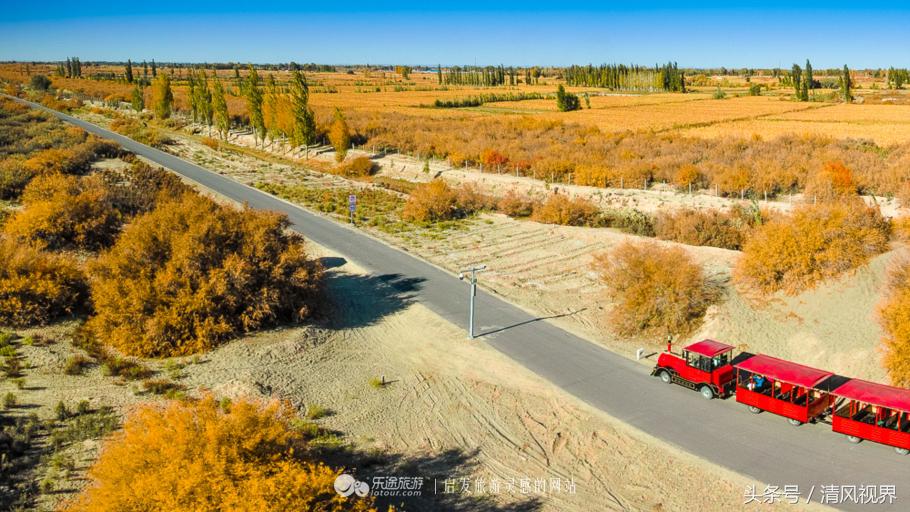 千年的等待纯音乐,金塔胡杨林美照