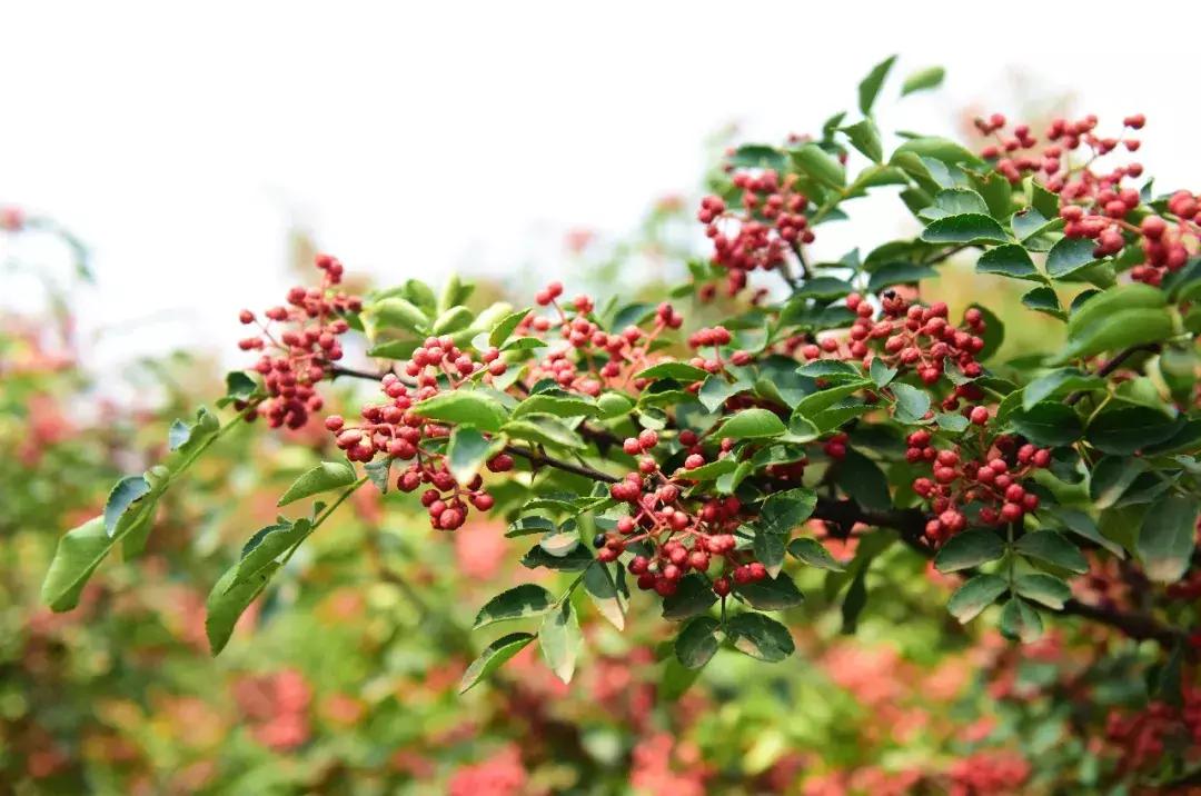 这个季节韩城的花椒是最美的风景,韩城冬季好玩的免费景点
