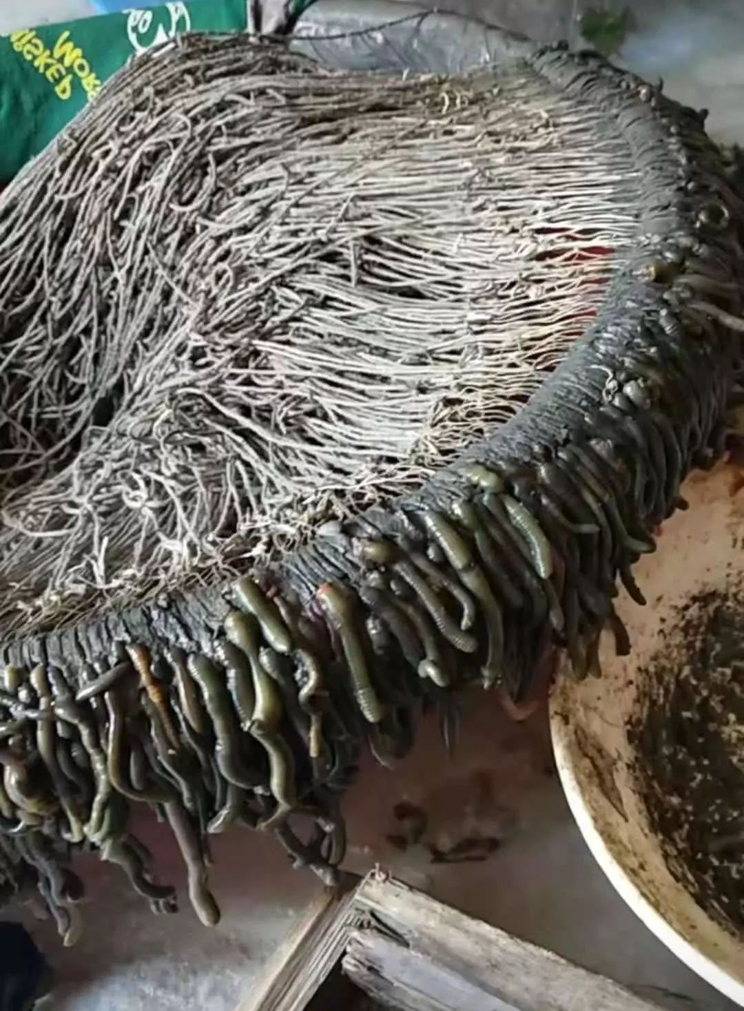 诱捕甲鱼的制作方法,7种诱捕甲鱼的绝技和捕捉秘诀