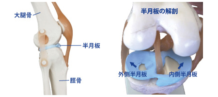半月板需要了解哪些,收藏半月板