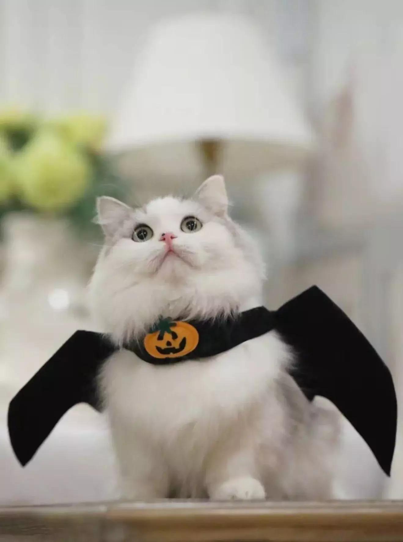 猫粮有关猫咪的健康可不能随便选 (猫咪生病吃哪种湿猫粮)