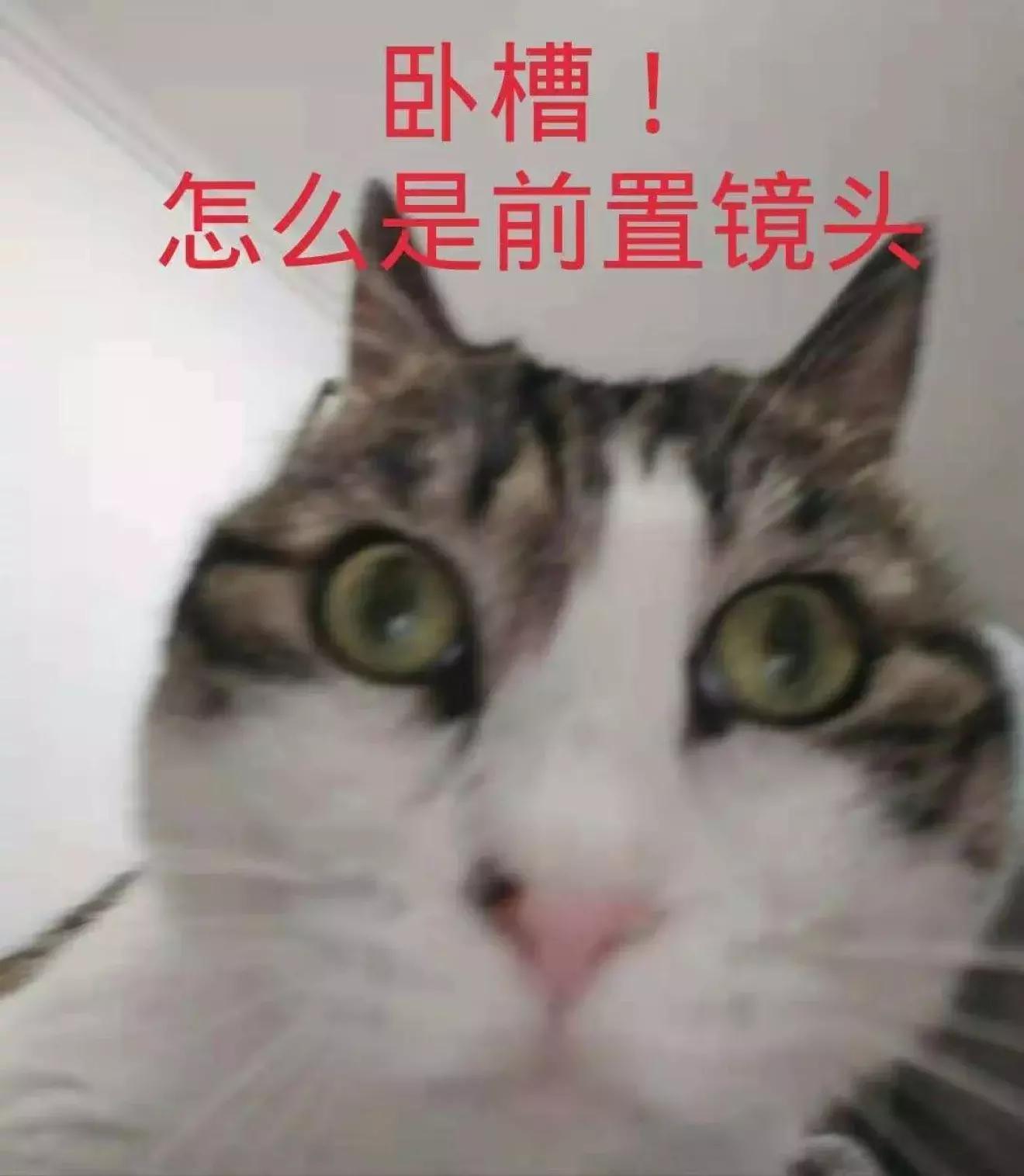 猫粮有关猫咪的健康可不能随便选 (猫咪生病吃哪种湿猫粮)