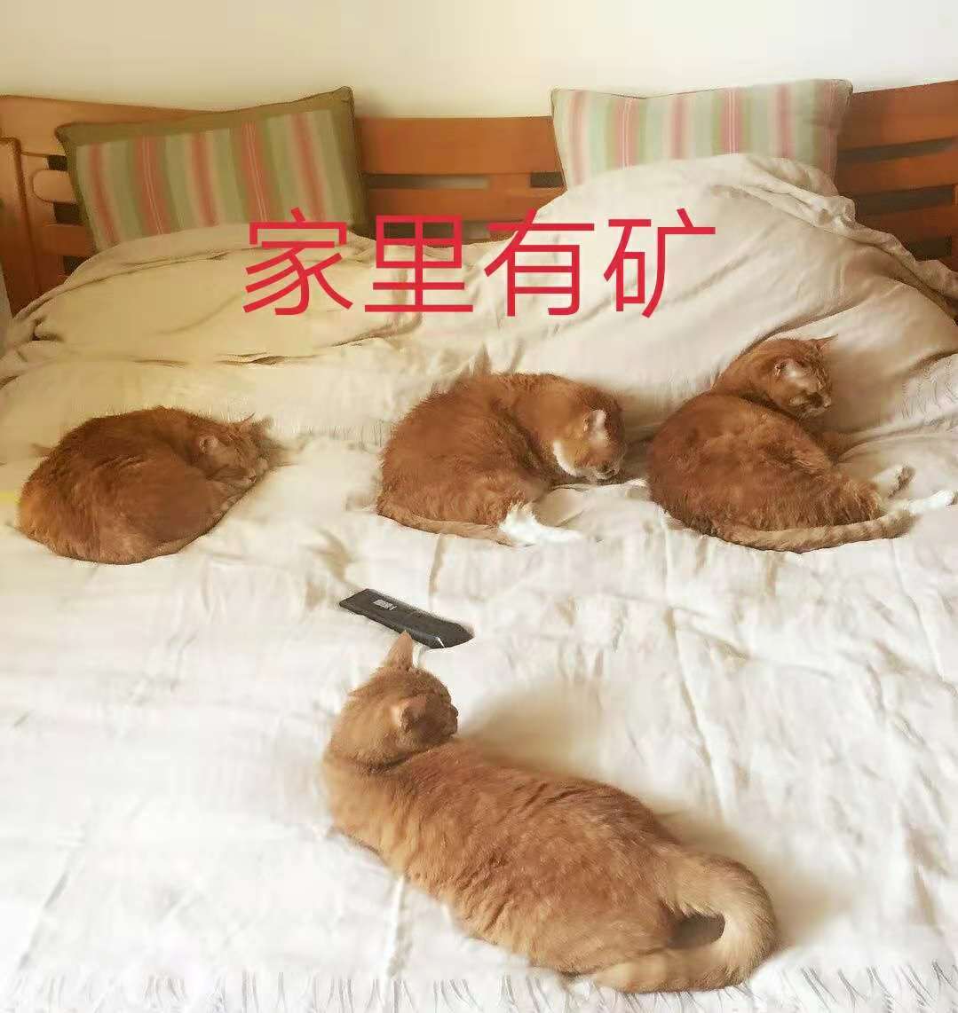 猫粮有关猫咪的健康可不能随便选 (猫咪生病吃哪种湿猫粮)