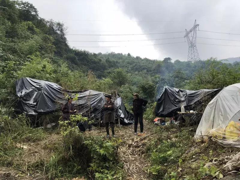 新鲜龙须笋的家常做法,龙须笋的正确食用方法