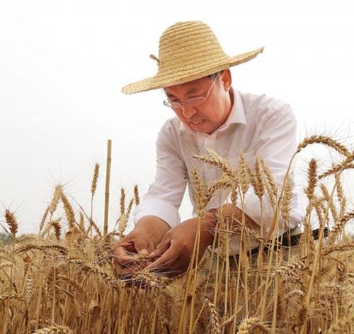 麦田里的守望者原创视频,麦田里的守望者创作的原声