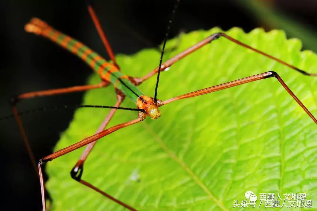 不可思议的林芝：高原荒凉刻板印象的颠覆者