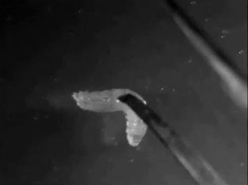 虫子会有痛感吗,虫子会感觉疼痛吗