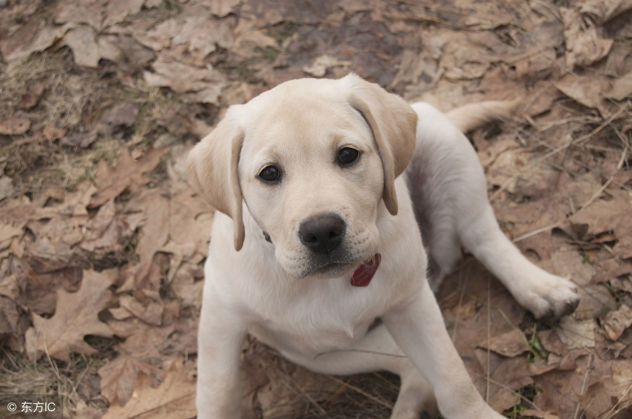 小鹿犬得了狗瘟怎么办,小鹿犬感冒了是什么症状