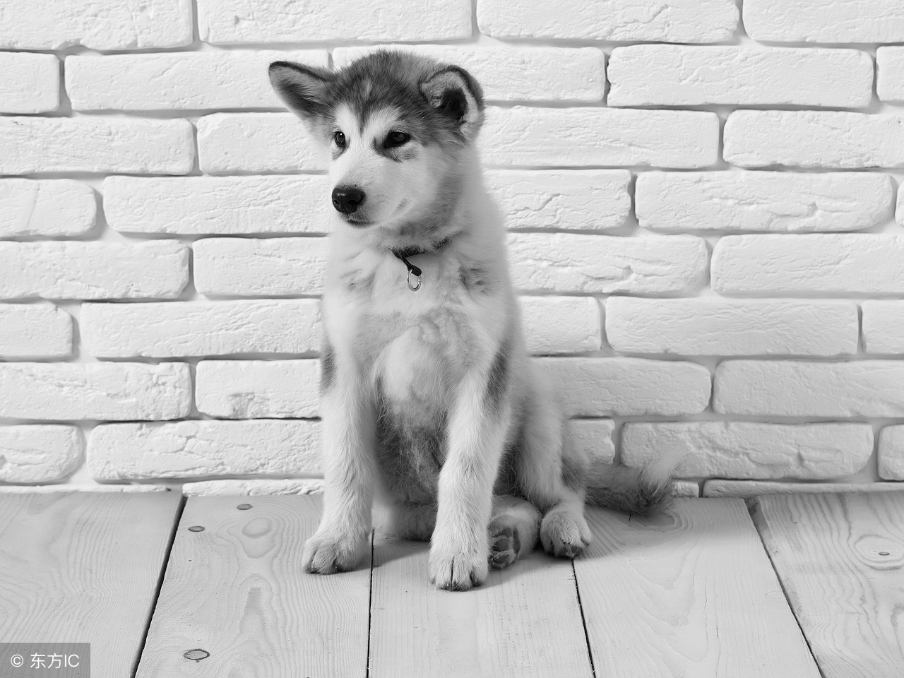 买了星期狗如何维权,女子买到星期狗被店家威胁