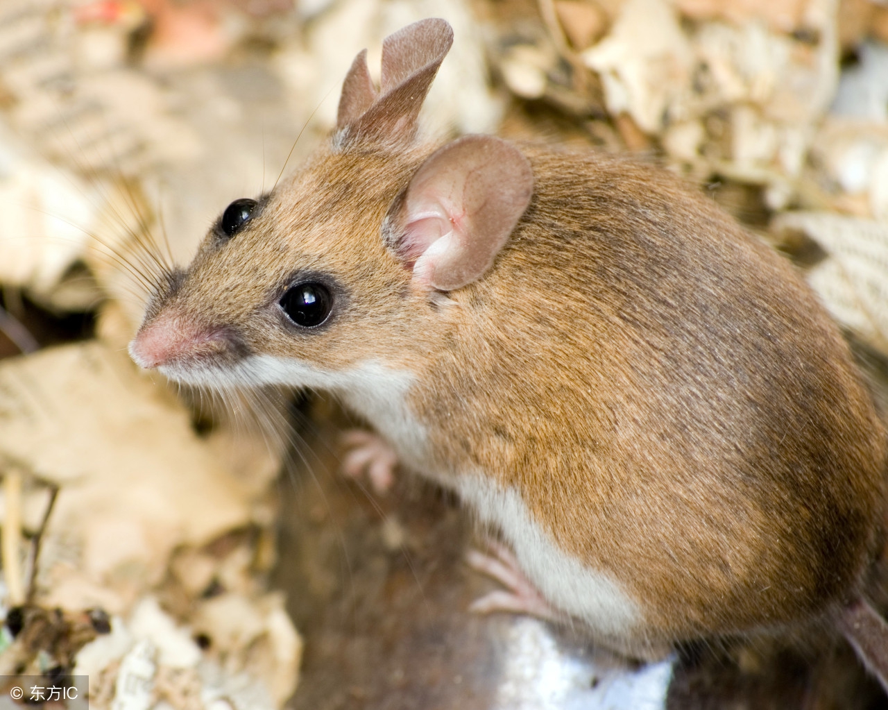 被老鼠尿液污染的食物还能吃吗,老鼠会不会用尿做标记