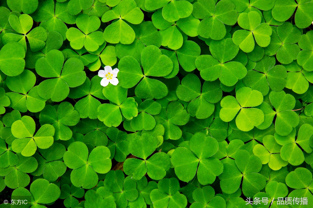 瑞士两大手表集团,瑞士两大手表厂商