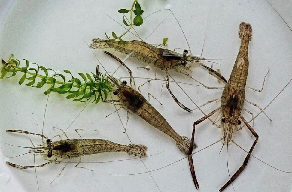 富贵竹叶片泛黄怎么救活,富贵竹叶片尖发黄怎么办