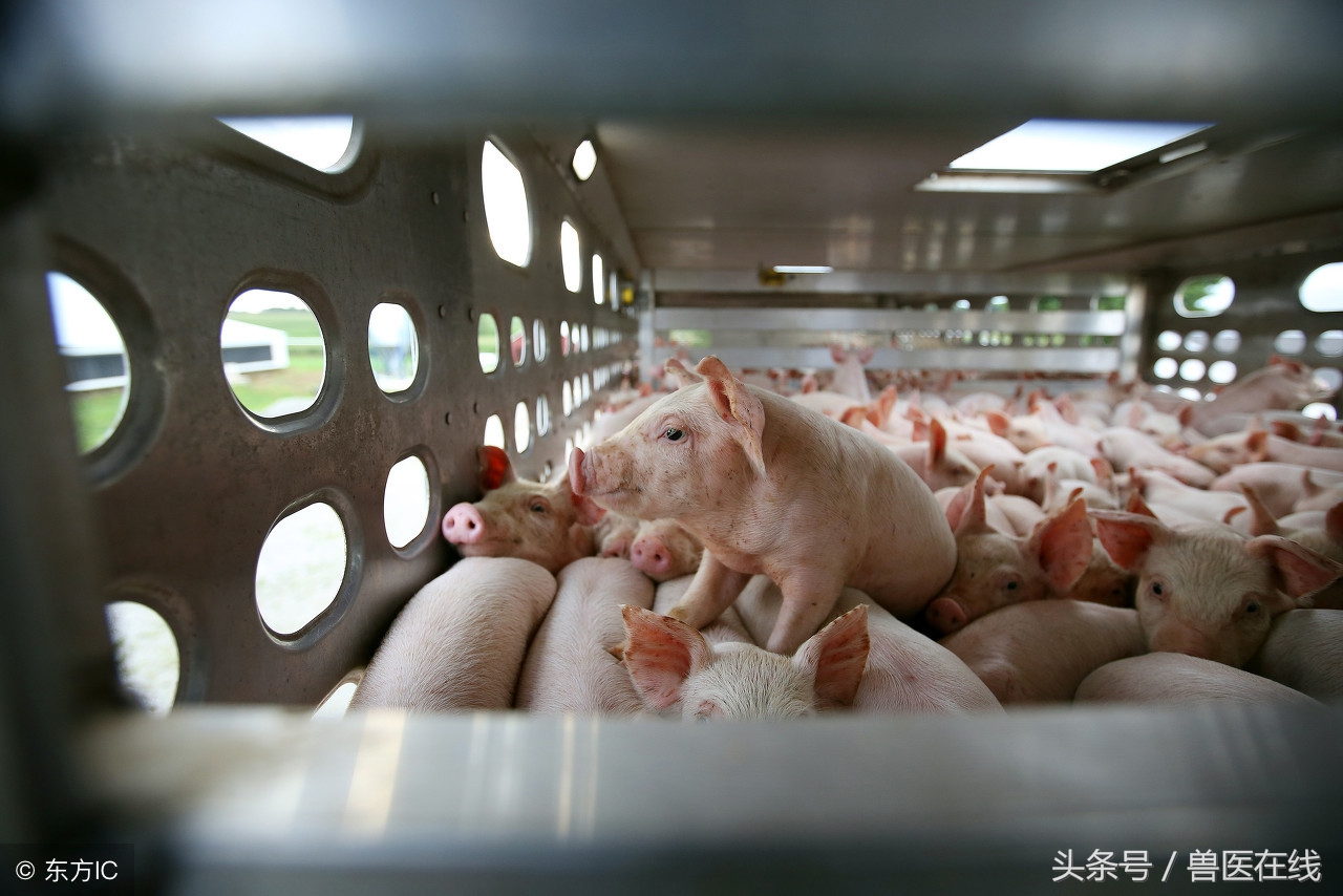 小猪腿肿用什么药？头孢配合它效果翻倍