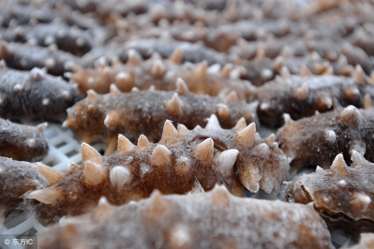 怎样挑选海参干货视频,市面上怎么挑海参