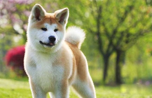 闹狗症状,闹狗的征兆