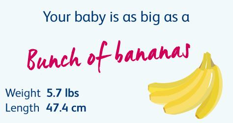 怀胎十月，胎儿悄悄长大，孕妈慢慢变胖，几张图片诠释发育过程