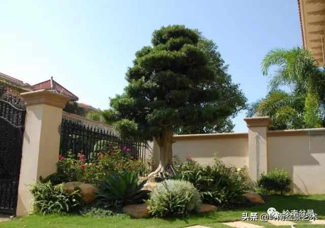 旺财罗汉松,罗汉松招财还是挡煞