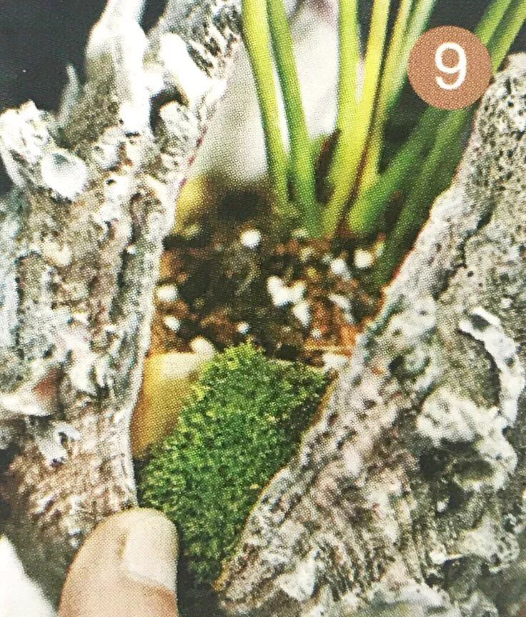 红心火鹤花盆栽,火鹤花盆栽