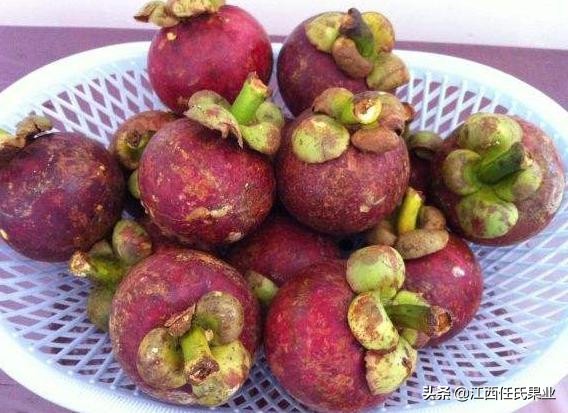 山竹选购秘籍挑选一颗完美的山竹,山竹怎么挑更甜一挑一个准