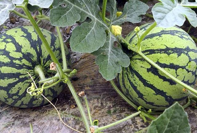 西瓜蚜虫防治最佳药剂,西瓜的蚜虫打不死用什么农药