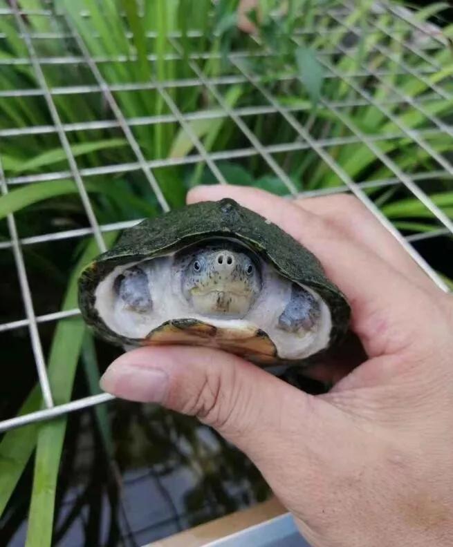 龟龟经常应激会怎么样,龟外伤用什么药