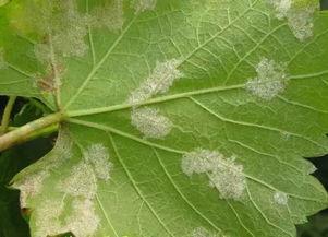 种植葡萄的基本知识,种植最好的葡萄需要哪些条件