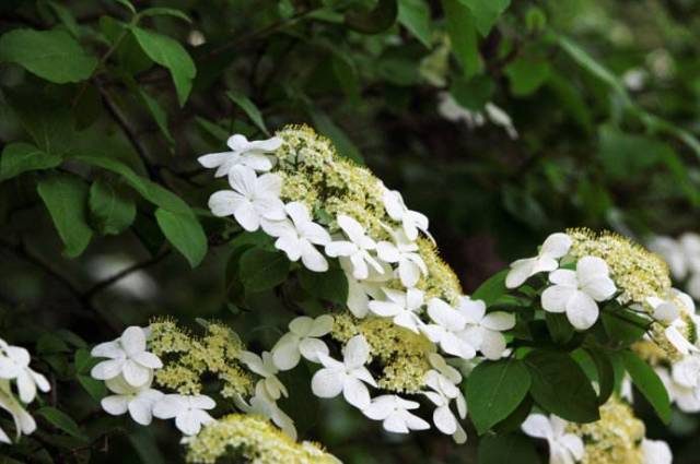 培育蝴蝶小苗的方法,蝴蝶花怎么养的视频教程全集