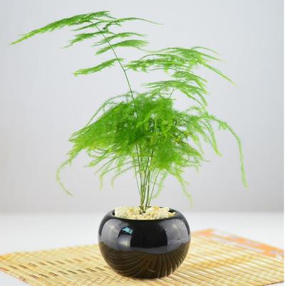 去除家具甲醛的植物,去除甲醛的植物花卉有哪些