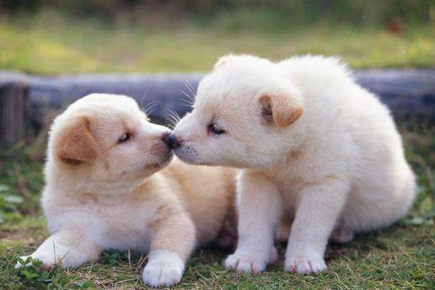 狗狗在家拉肚子怎么办,狗狗拉肚子怎么判断