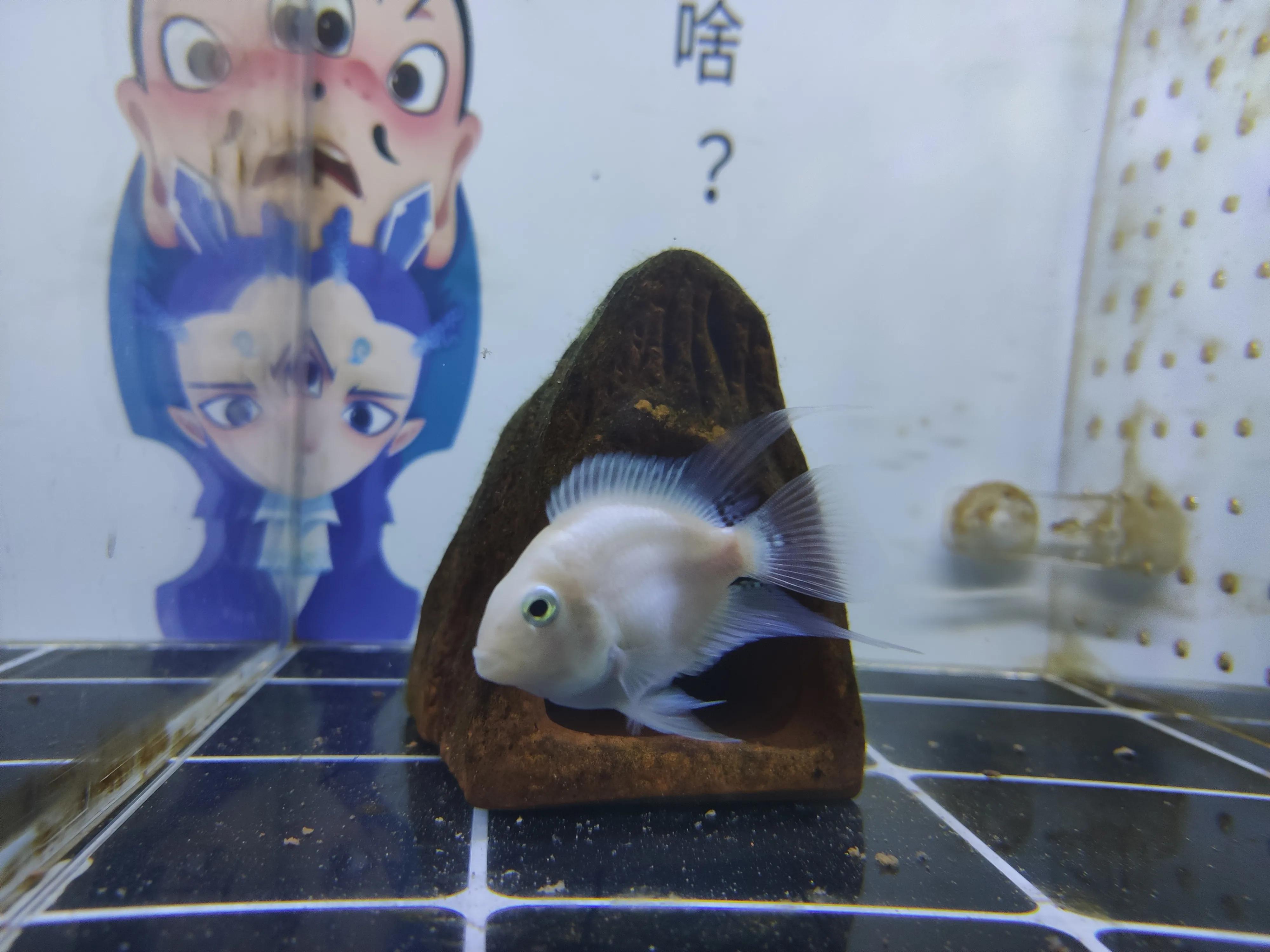 迷你鹦鹉鱼和斑马鹦鹉鱼混养,迷你鹦鹉鱼能喂鹦鹉鱼饲料吗