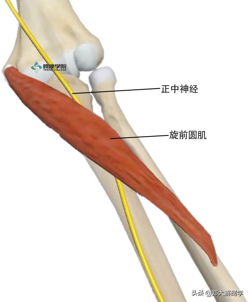 手腕正中神经卡压怎样治疗,腕管正中神经卡压怎么按摩