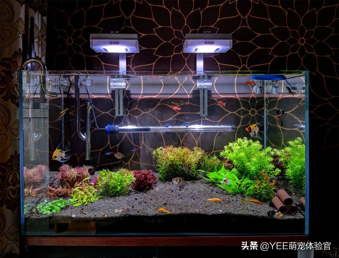 养鱼为何要硝化细菌,养鱼需不需要硝化细菌