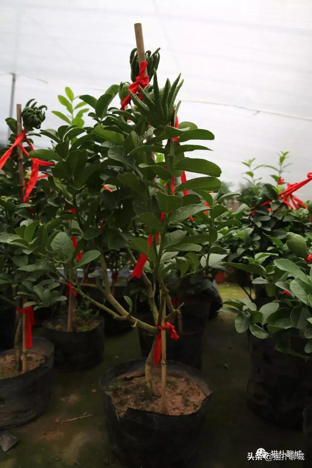 聊城北环花卉市场批发玫瑰鲜花吗,聊城最大的花卉市场