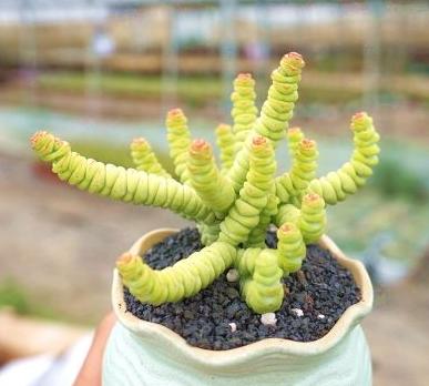 秋天怎么养钱串？4点养护小常识，助你收获满盆小铜钱