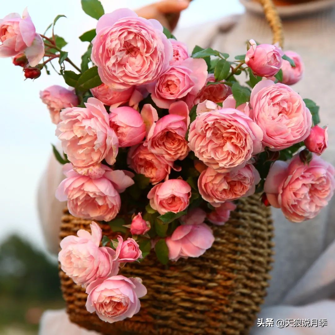 人家最美四月天，天狼自育终于打折了！15个品种供你宠信。