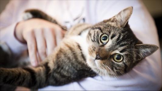 猫咪叫不出声是什么原因吃什么药,猫咪为啥张嘴又没有声音