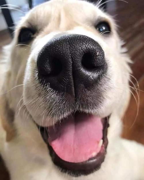 狗能闻出癌前病变吗,一般的狗能嗅出癌症吗