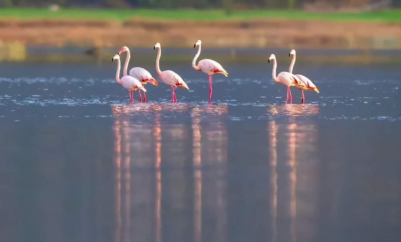 你们听说过死海吗,你听说过海洋中的强大生物吗
