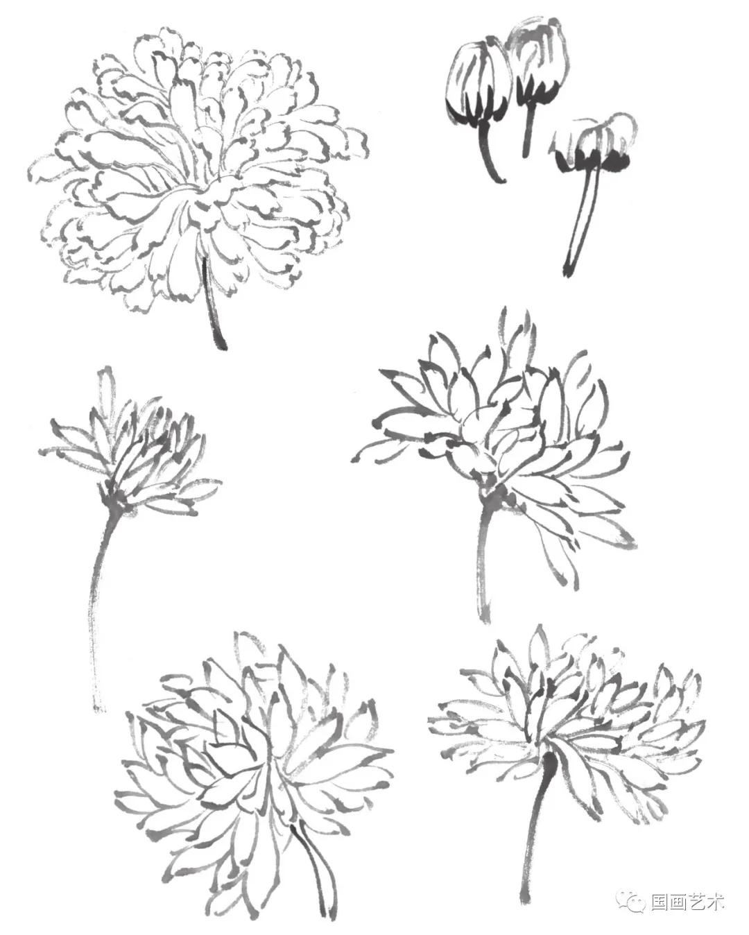 国画写意菊花龙爪菊,写意菊花画法教程简单