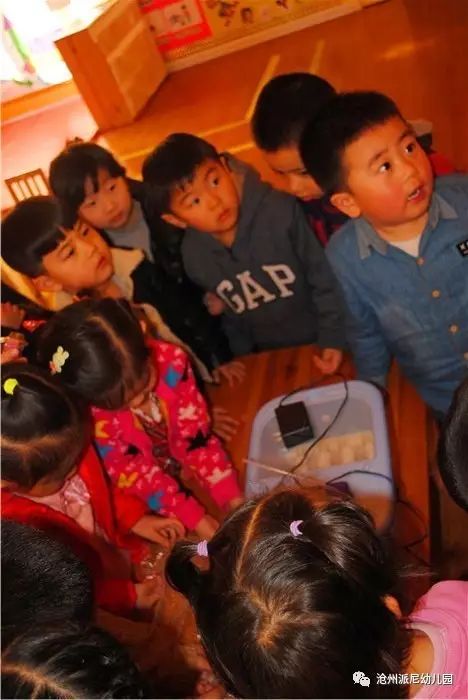 生命教育孵蛋,生命教育课程孵小鸡