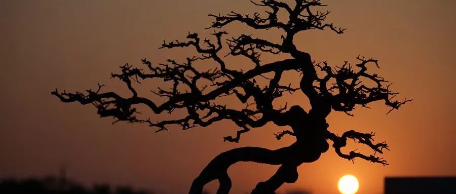 一包松花粉的营养价值,松花粉是真的含有200多种营养吗