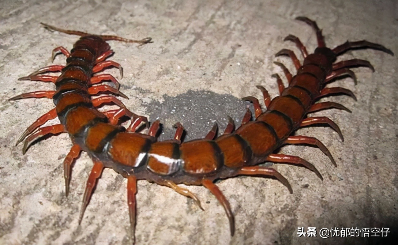 加拉帕戈斯巨人蜈蚣最大个体,加拉帕戈斯巨型蜈蚣科普