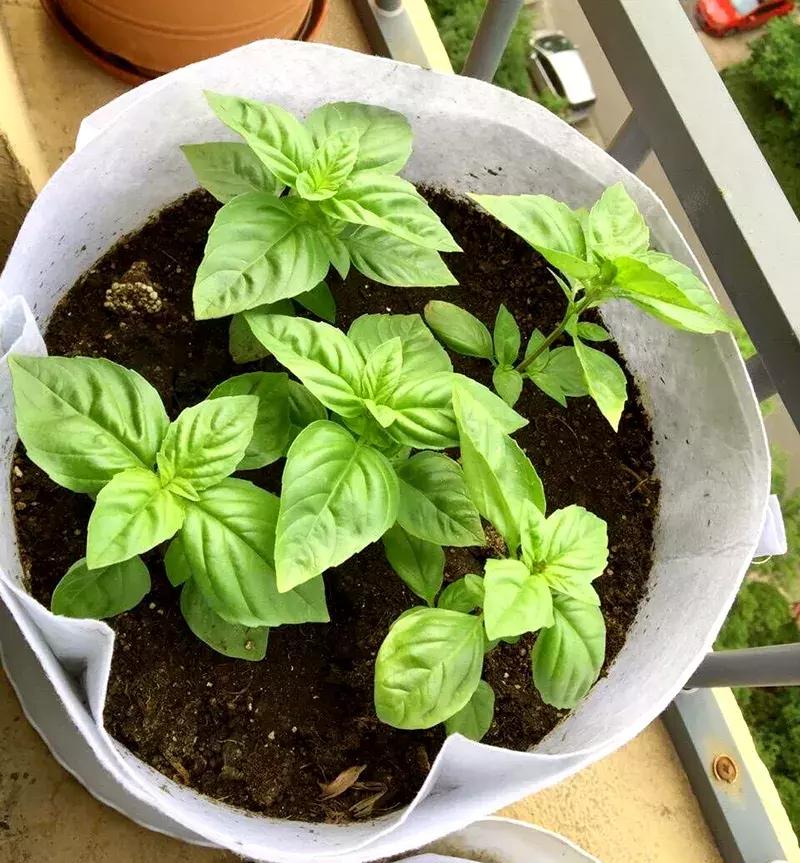 可以调味增香的蔬菜,让你越吃越香的蔬菜