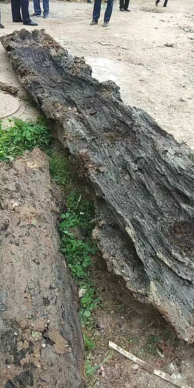 芦山挖出金丝楠乌木,成都挖出的乌木