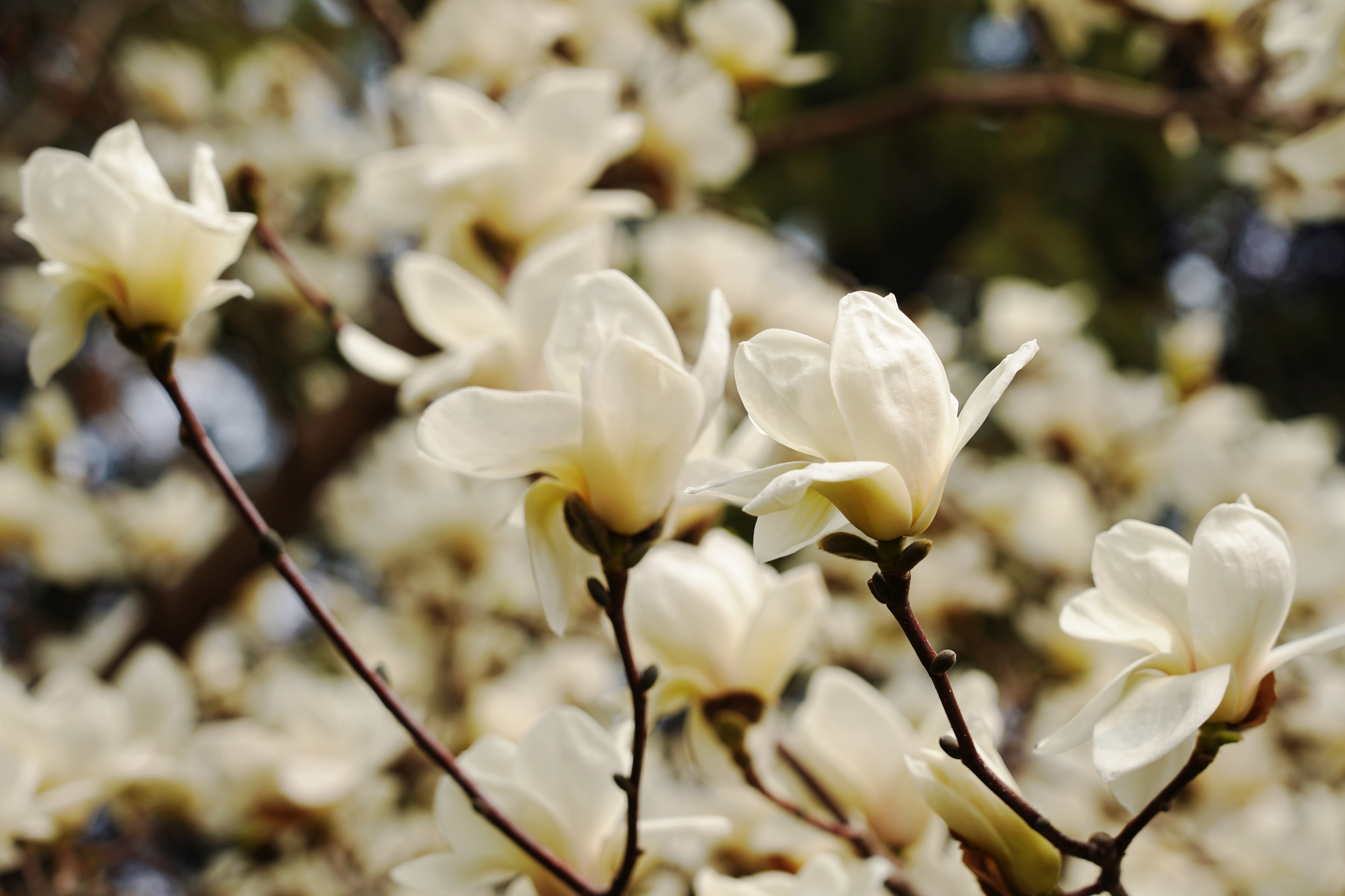 清波一勺买千钱?不能为武汉下一场樱花雨,不妨在这儿品百花香
